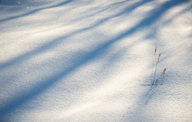 Snow Shadows 1