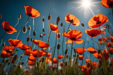 Obraz premium poppy field with sky, An 