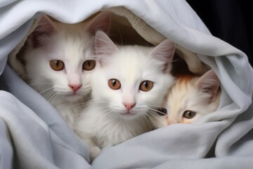 a cat with kittens, sleeping cute little pets wrapped in a warm blanket. a family of animals, feline babies.