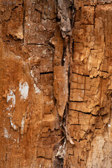Background texture-closeup of rich golden brown wood tree bark