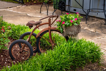 Closeup of rusty tricycle bike in a garden setting used as a landscape gardening decoration
