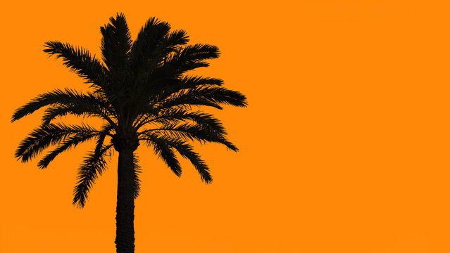 Black palm tree shape on orange background illustration representing tropical summer holidays in a hot sunny and warm destination
