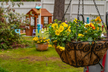 Hanging flower pot with peat moss and yellow flowers in backyard garden, the background is a garden playhouse using depth of field and white fencing. Room for text.