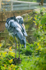 shoebill stork