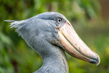 shoebill stork