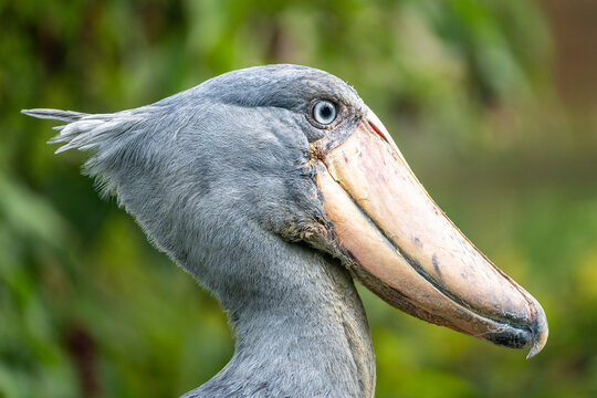 shoebill stork