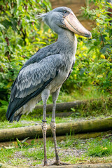 shoebill stork