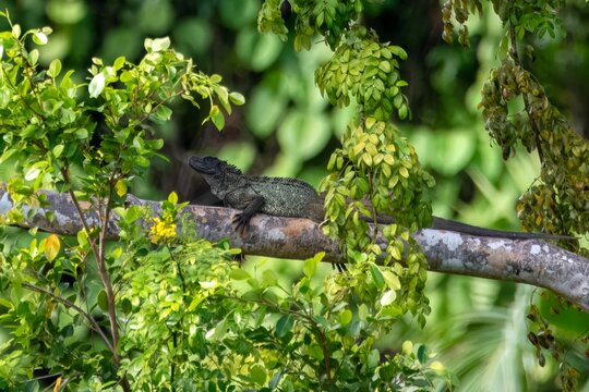 Philippine sailfin lizard or Hydrosaurus pustulatus observed in Waigeo in West Papua, Indonesia