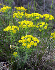 Obraz premium In spring, Euphorbia cyparissias blooms among herbs