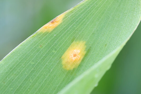 Arum rust, Puccinia sessilis, a fungal plant pathogen, also known as ramsons rust infecting Lily of the Valley 