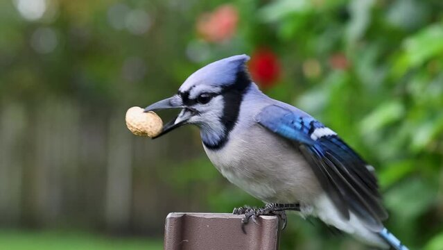 Mesmerizing Slow-Mo: Blue Jay Swiftly Swooping in for a Peanut Grab!