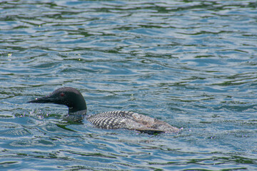 Loon on the water