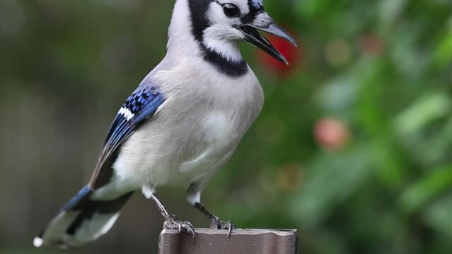Drama unfolds as two blue jays swoop in for a peanut, with one quick grab that leaves the other in hilarious disbelief