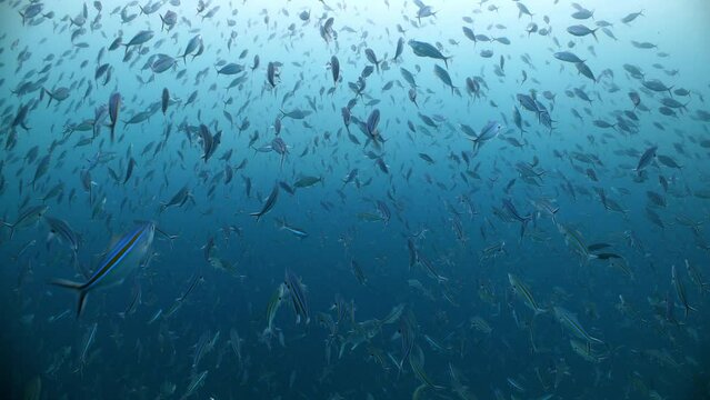 A huge school of fish move fast through frame shoaling in blue water