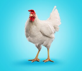 Young brown agro hen on background.