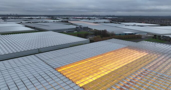Greenhouse industry at dusk, light on. horticulture commercial building. Growing plants and vegetables, fodd production. The Netherlands.