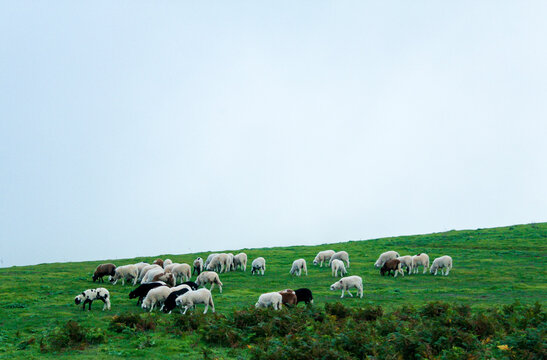 Ganado de ovejas pastando en Caideros en el municipio de Gáldar en la isla de Gran Canaria, España