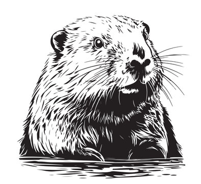 Beaver face sketch hand drawn Vector illustration