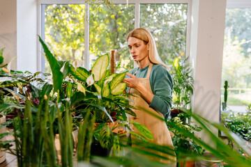Concentrated middle age female business woman in apron working in flower shop wipes the dust off the leaves of the plant for sale, florist making workshop during time in greenery. - Powered by Adobe
