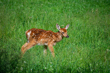 A Whitetail Fawn