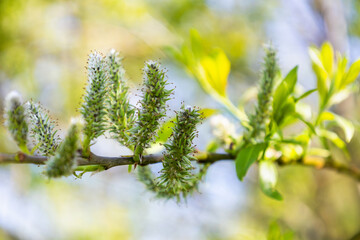 Flowers of Salix in sunny day. Blossom of the sallow in the spring. Bright young twig of osier....