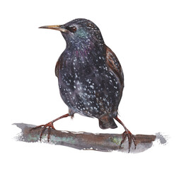 Watercolor bird. A black starling sits on a branch. - 705207714
