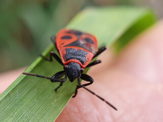 red bug on a green leaf