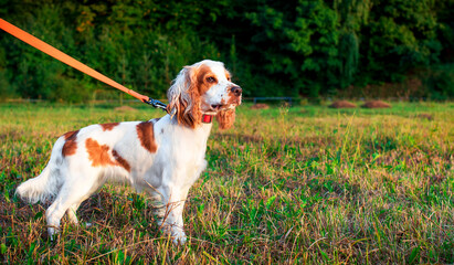 A white English cocker spaniel puppy stands on the background of the forest. A hunting dog is kept...