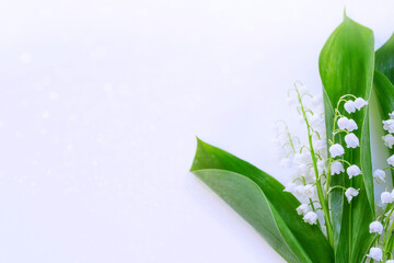 Obraz premium flowers lily of the valley on a light background.