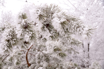 Frosted branch pine tree in the city park