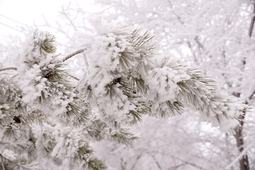 Frosted branch pine tree in the city park