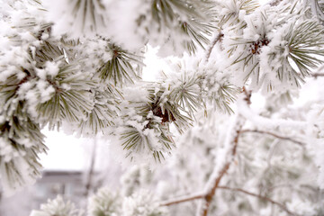 Frosted branch pine tree in the city park