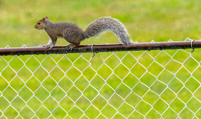 squirrel on a fence