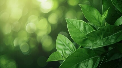 Fototapeta premium elegant and fresh Product background image, green, simple and advanced product presentation background