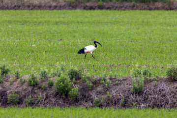Ibis Sacro in cerca di cibo nella risaia a cerano in Piemonte, italia