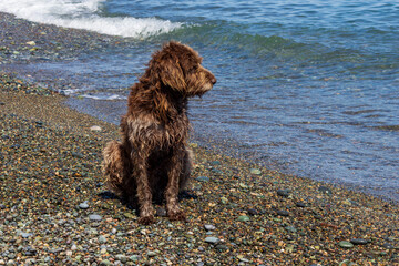 Wet dog waiting patiently by the seaside on a pebbly beach