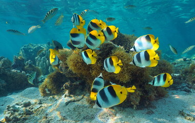 Fototapeta na wymiar Tropical fish shoal underwater in the Pacific ocean (Pacific double-saddle butterflyfish), natural scene, French Polynesia, Bora Bora