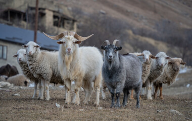 Obraz premium sheeps and goats in the mountains