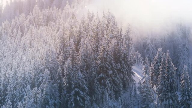 Frosty tree tops covered by misty sunny clouds. Winter forest nature aerial 4K. Snow covered tall pine trees. Holiday travel and tourism background. Winter Alpine nature landscape on morning sunrise