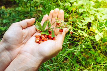 A girl holds a strawberry harvest with a green bush in her hands. Healthy lifestyle concept girl hand picking wild strawberries in the forest