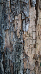 natürlich wald Struktur baum baumstamm Detail Nahaufnahme rinde Hintergrund Beschaffenheit muster natur 