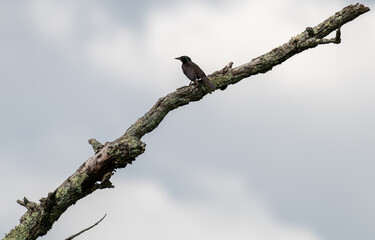 bird on a branch
