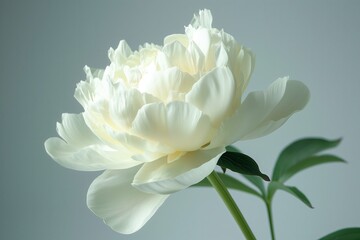 Fototapeta premium White peony flower