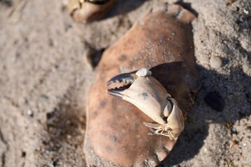 Dead crabs on the beach, lying on the sand on the seashore on a sunny spring day, Sea wildlife with animals on sand beach, 