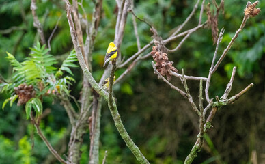 American goldfinch perched on limb of tree