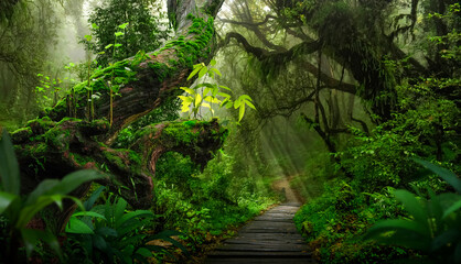 Tropical rainforest with trees and moss