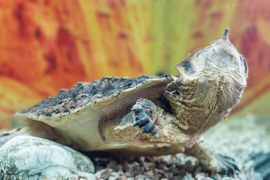 Freshwater matamata fringed turtle Chelus fimbriatus swims in an aquarium