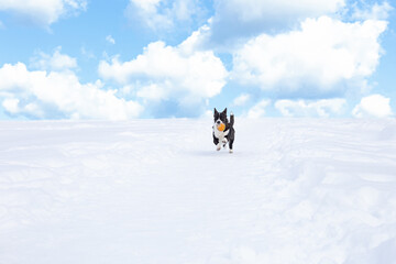 Welsh Corgi Pembroke. A dog running with a toy in the snow. Pets