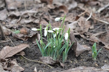 Spring blooming snowdrops Galanthus nivalis in the garden