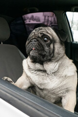 Dog. Pug. Smiling purebred dog in the car. Pets